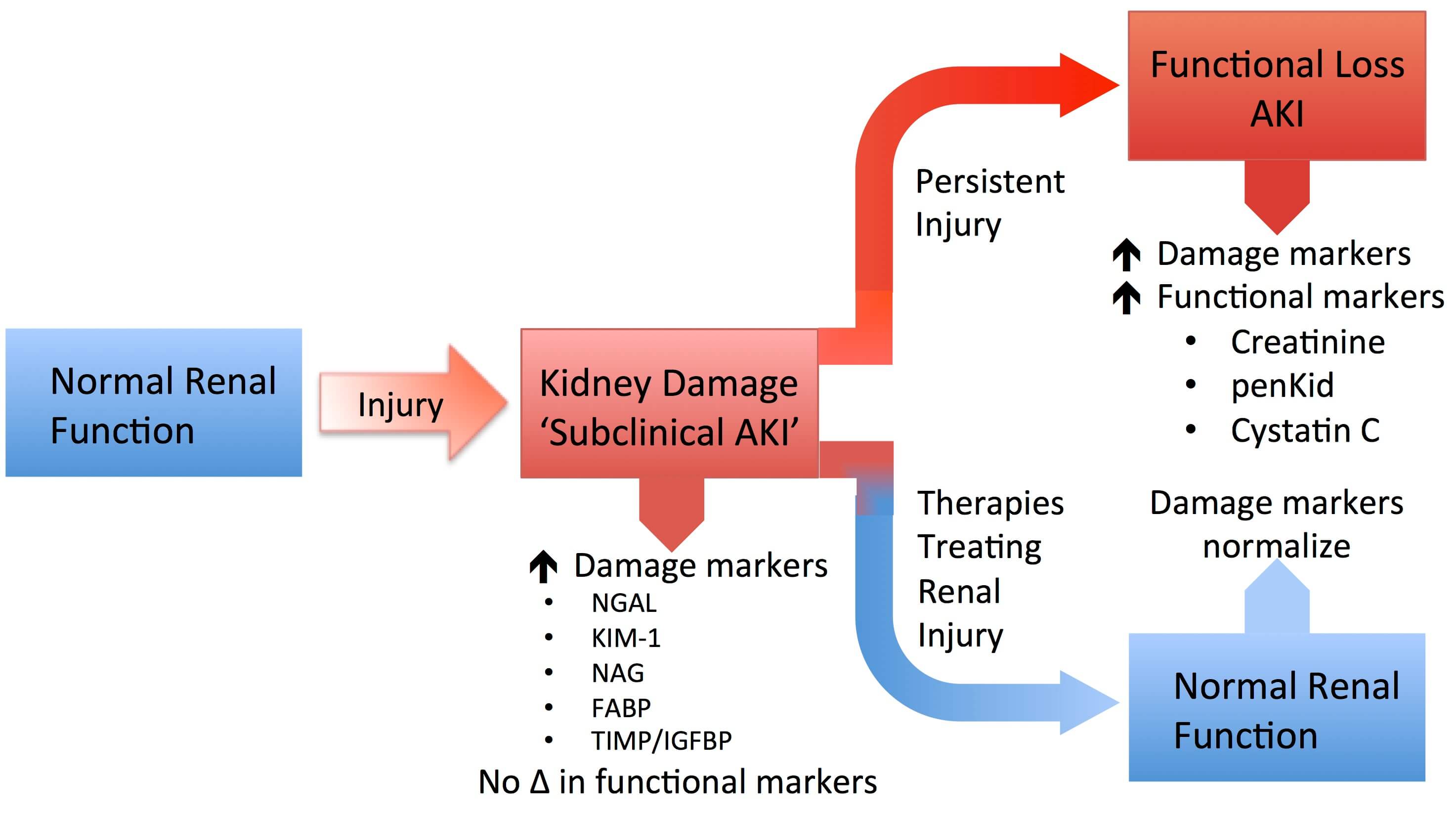NGAL在AKI早期的變化情況