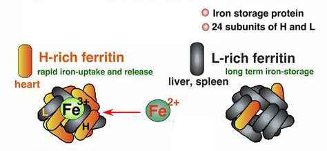 鐵蛋白的L亞型以及H亞型
