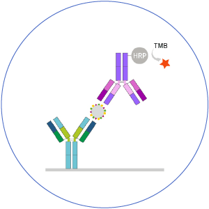 新冠病毒檢測-抗體檢測
