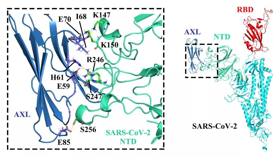 Axl與2019-nCoV S糖蛋白NTD結(jié)合示意圖