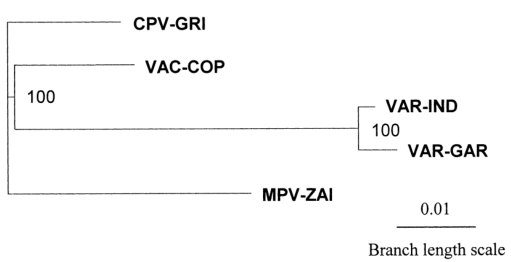 Phylogenetic tree analysis of the terminal variable genome sequences of MPV, VAR, CPV, and VAC