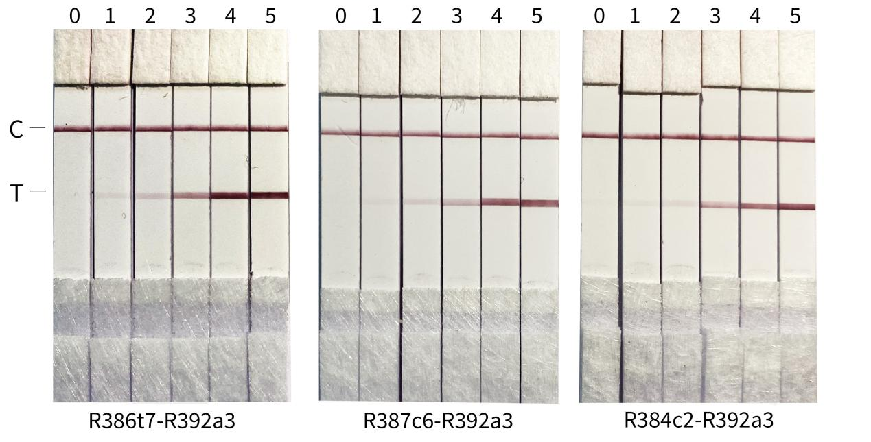 猴痘病毒A35R抗體膠體金檢測(cè)結(jié)果