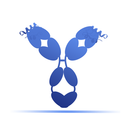 抗原抗體結(jié)合