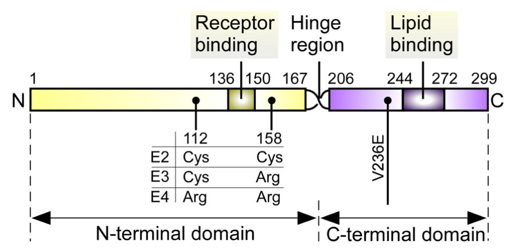 ApoE結(jié)構(gòu)示意圖